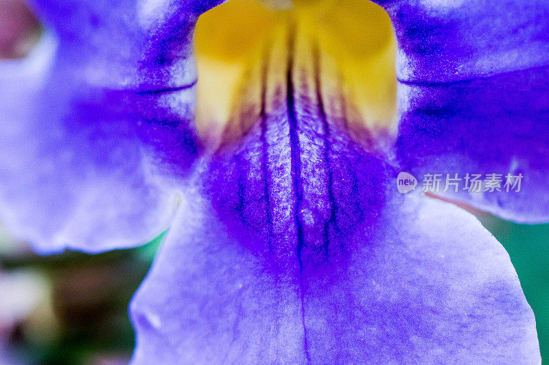 花里面的紫色特写