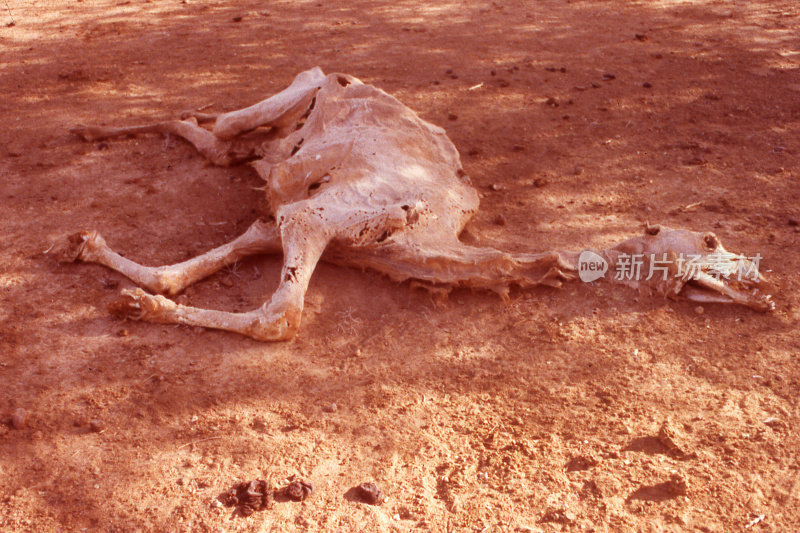 死骆驼萨赫勒干旱西非布基纳法索