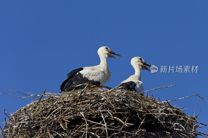 两只小白鹳