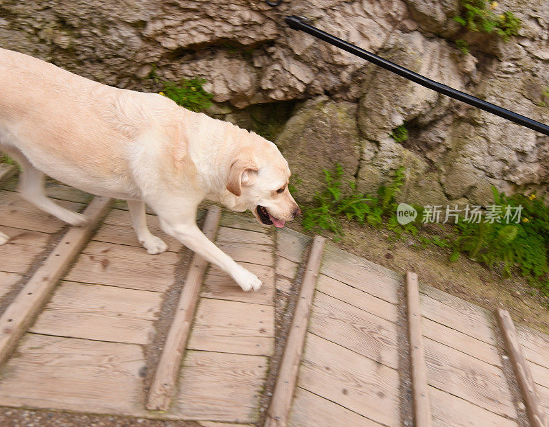 拉布拉多寻回犬