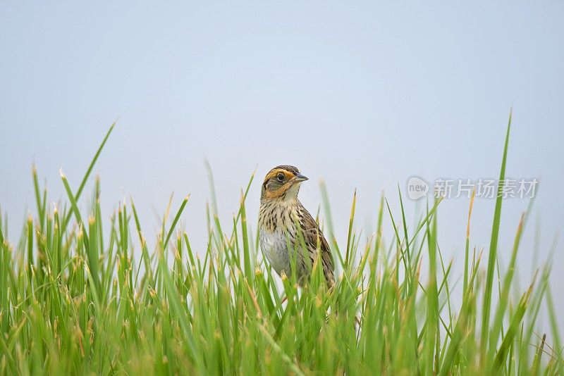 盐泽麻雀