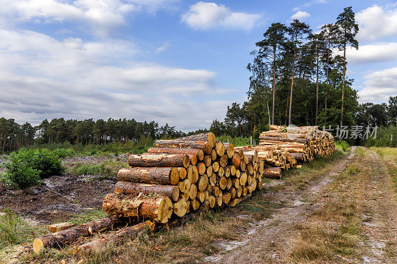 森林砍伐在波兰