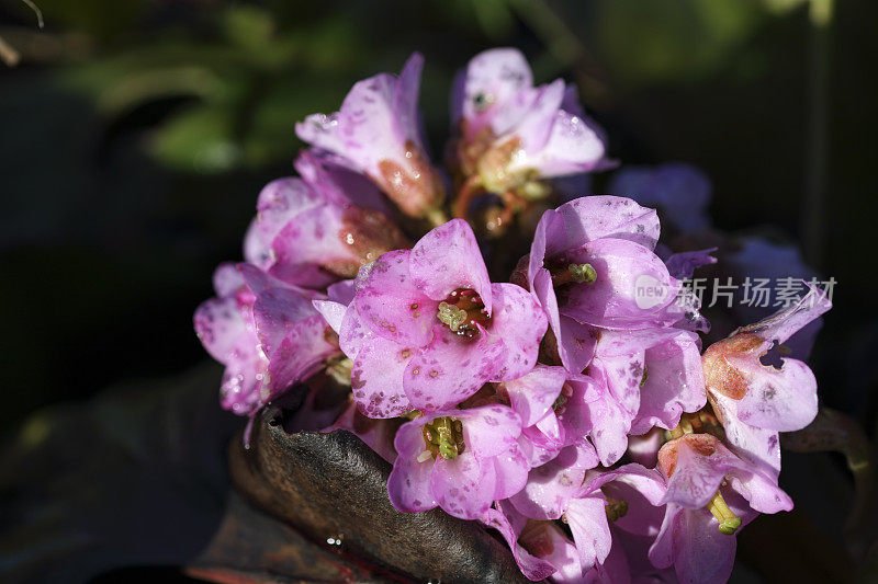 粉红色的花的花序，猪齿草