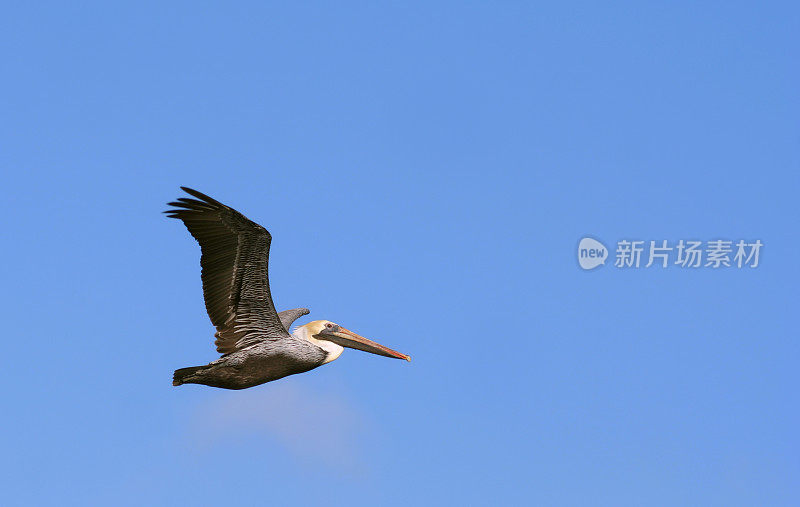 飞行鹈鹕