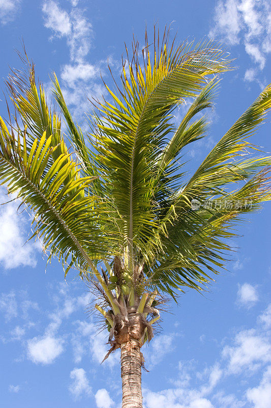 热带棕榈树和蓝天白云
