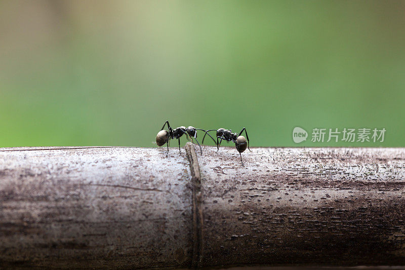 特写两只蚂蚁在竹子上交流