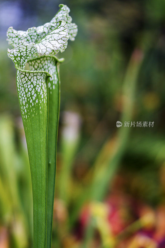 湿植物叶子特写镜头