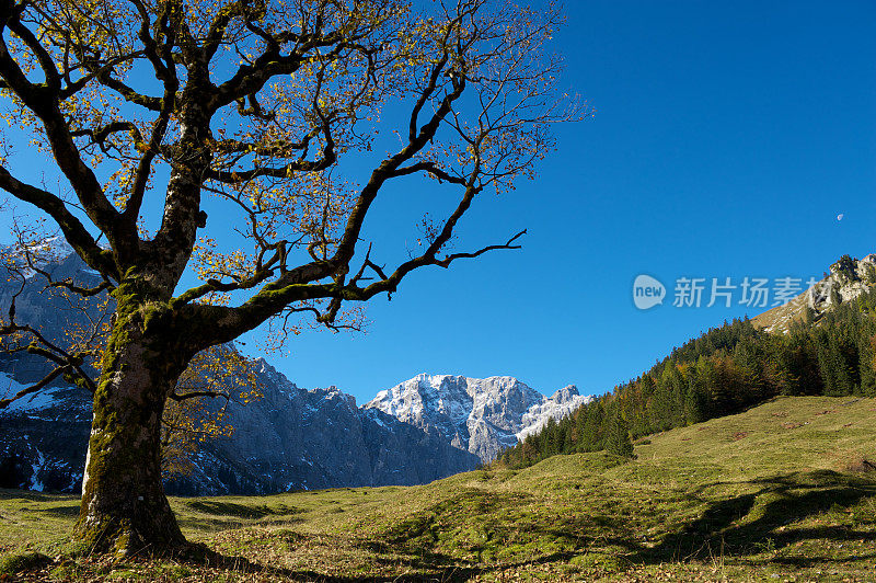 阿尔卑斯山