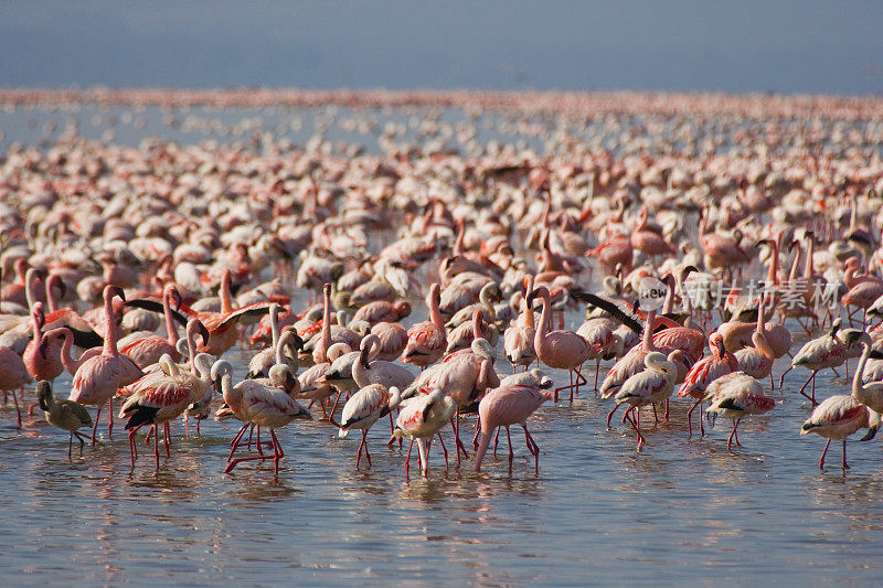 肯尼亚纳库鲁湖的粉红色火烈鸟