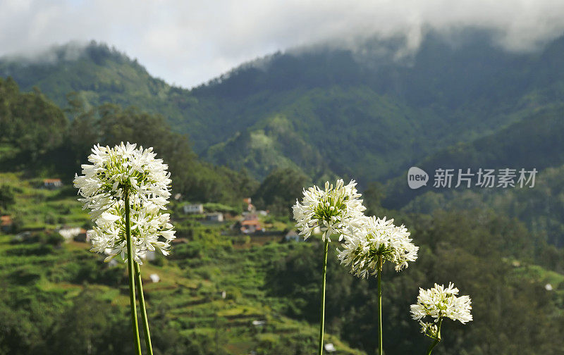 马德拉岛野生的agapanthus花