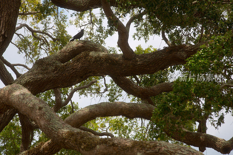 黑鸟在扭曲的树枝上