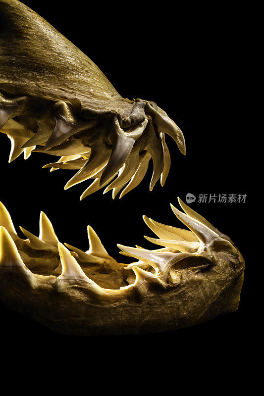 灰鲭鲨的颌部可怕的牙齿轮廓