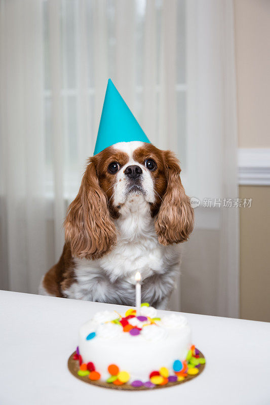 狗庆祝生日