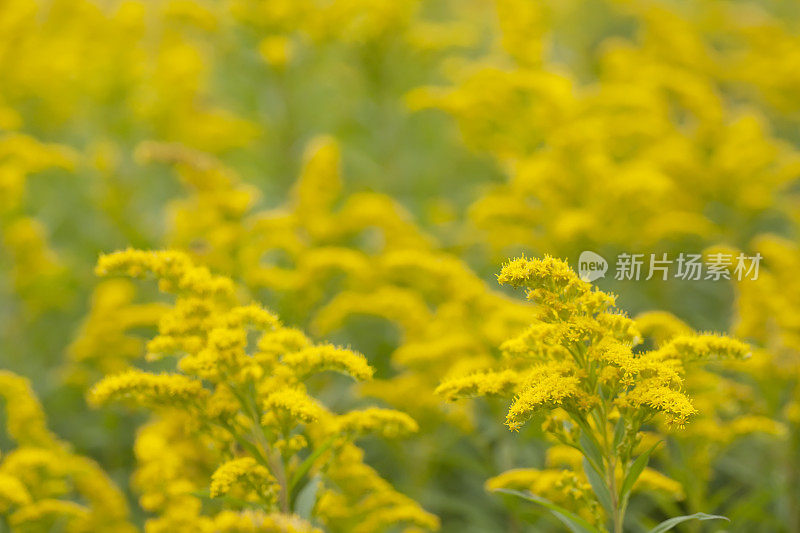 加拿大黄花(一枝黄花)