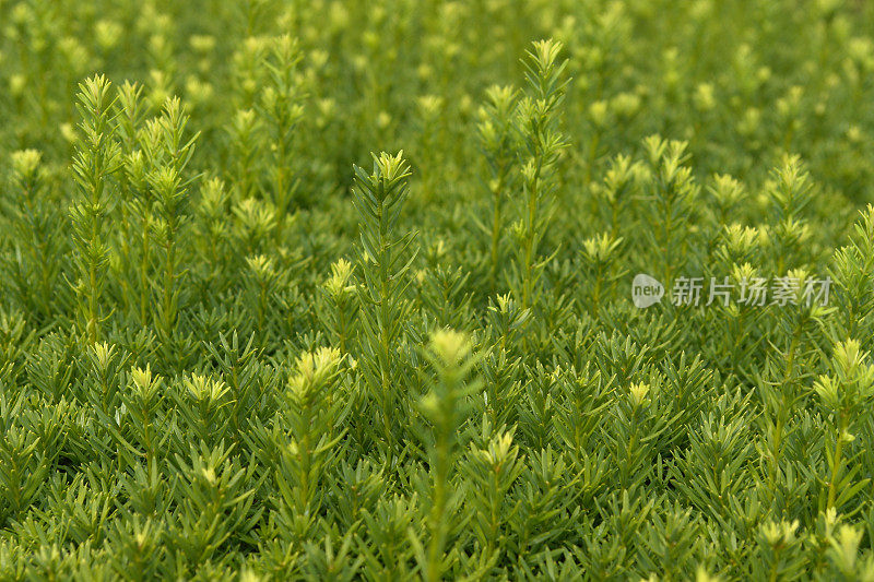 紫杉苗:绿色背景纹理