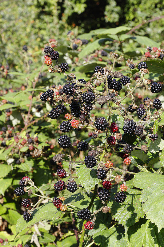 米查姆Common野生的黑莓
