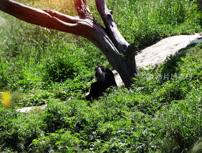 黑猩猩坐在树下