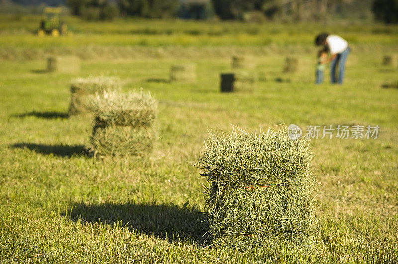 干草农夫抱着他的儿子在捆草地里