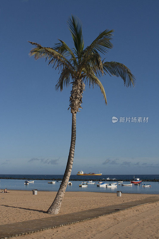 特内里费的海滩棕榈树