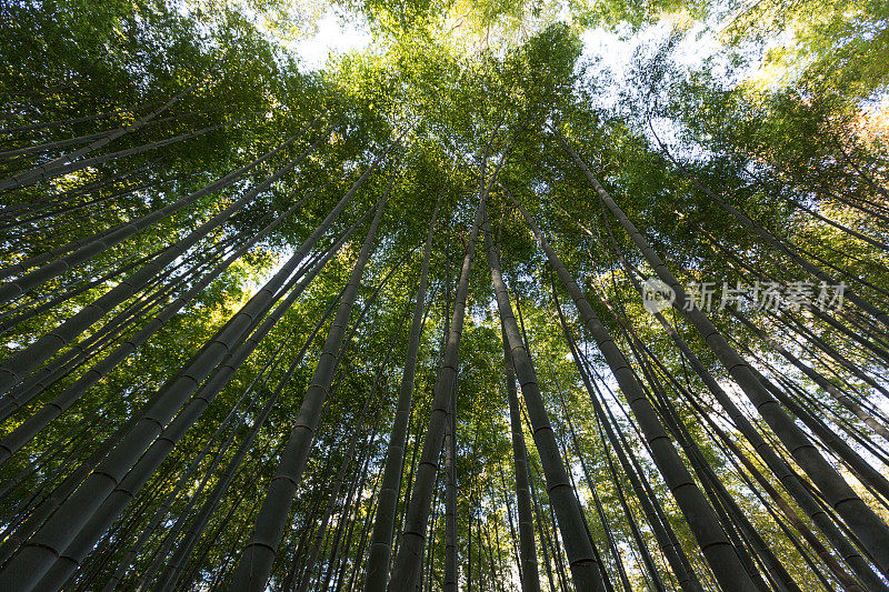 日本京都的竹林