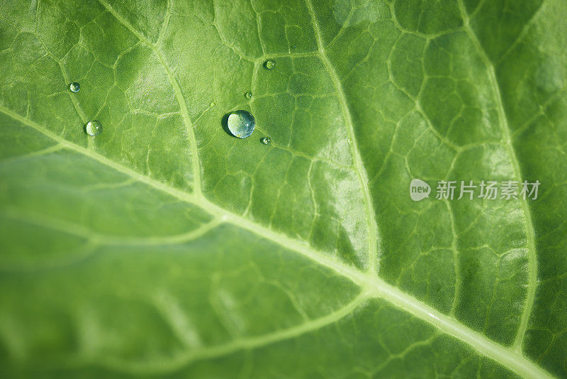 水滴在卷心菜叶子上