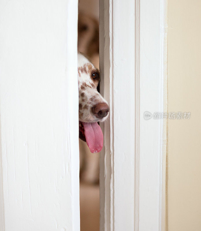 挪威，英国塞特犬从门缝里偷偷溜出来