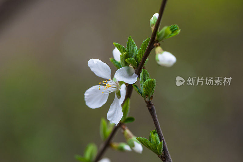 草地上的花