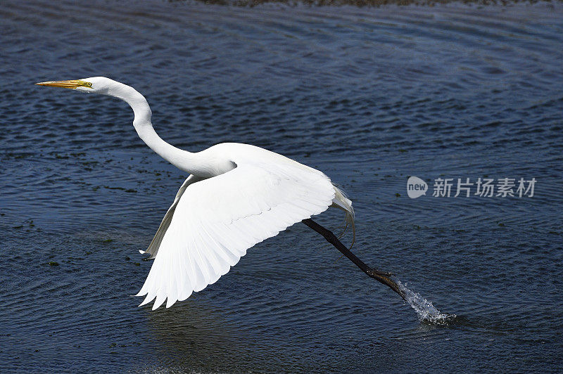 大白鹭在沼泽上空飞行