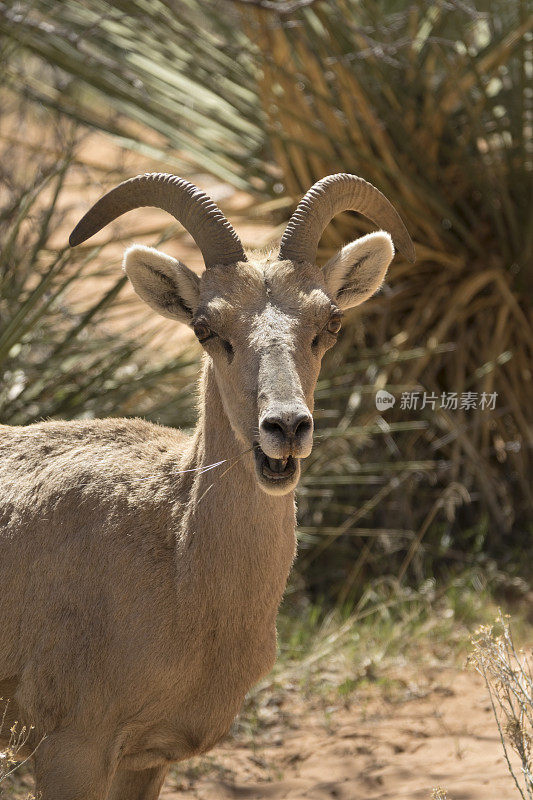 野生沙漠大角羊在犹他州锡安国家公园吃
