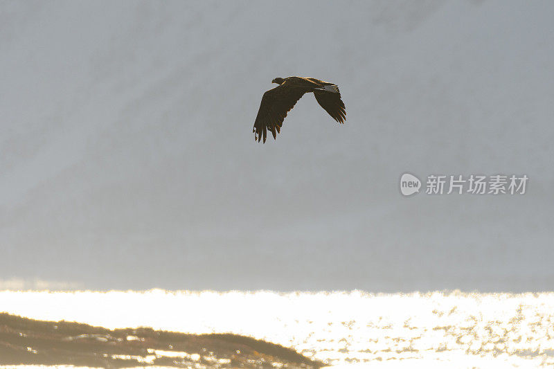 海中飞过岩石的白尾鹰或海鹰