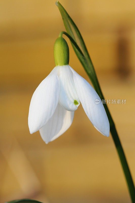 雪花莲