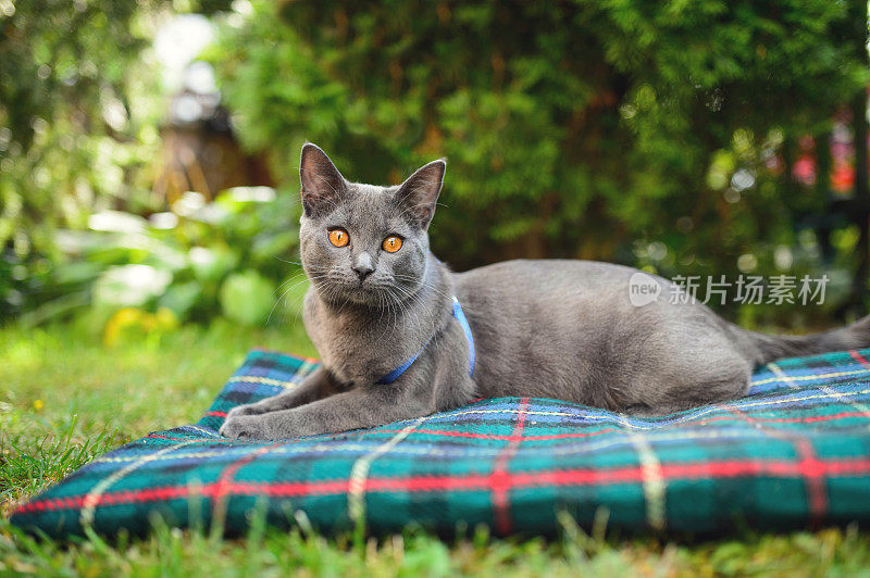 夏特鲁猫在夏天