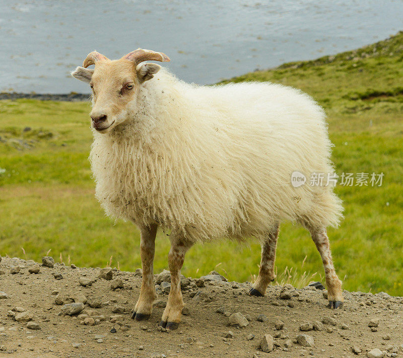 羊在冰岛