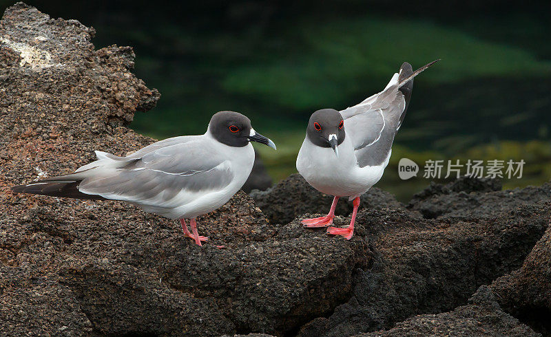 燕子尾随海鸥