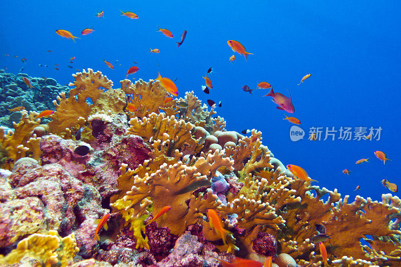 珊瑚礁和奇异的鱼类