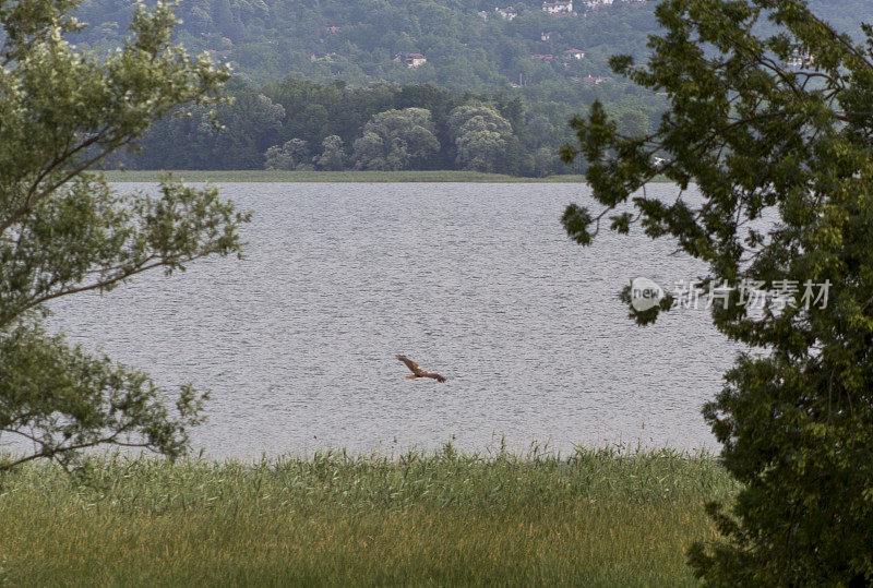 在土耳其伊兹米特萨卡雅附近的萨帕卡湖，鱼鹰飞过绿色的芦苇植物