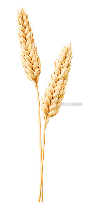 孤立的小麦