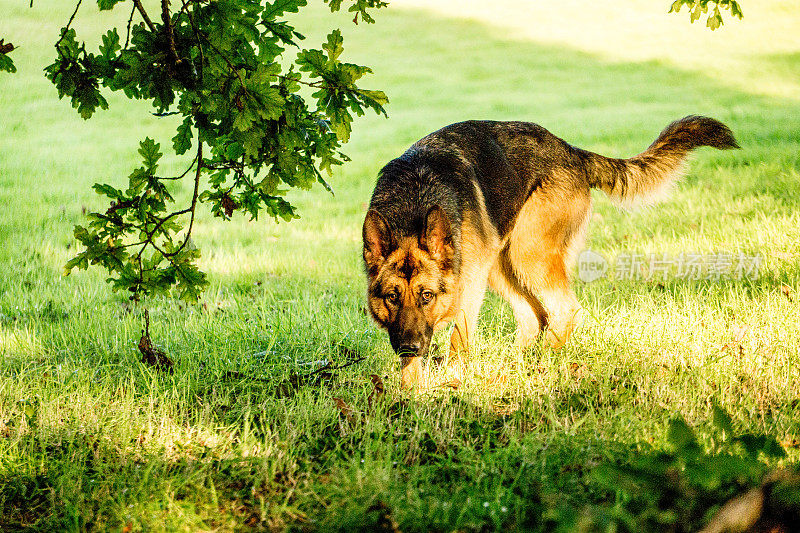 德国牧羊犬在公园里玩耍