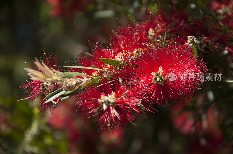 红色的澳大利亚本土瓶刷花