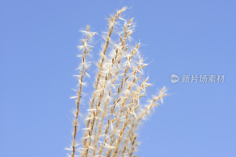 Miscanthus-Shining银草