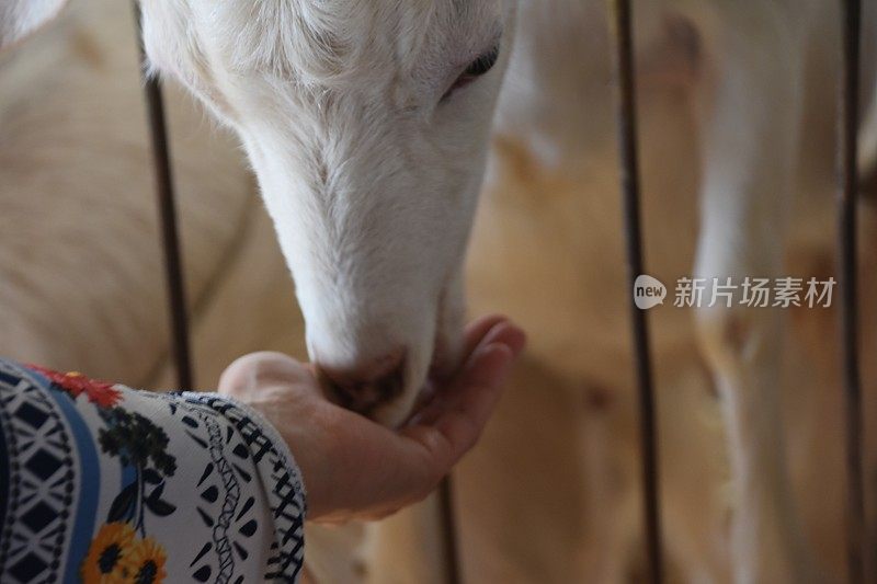 一个男孩在喂山羊