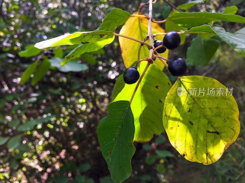 植物上多汁的黑莓