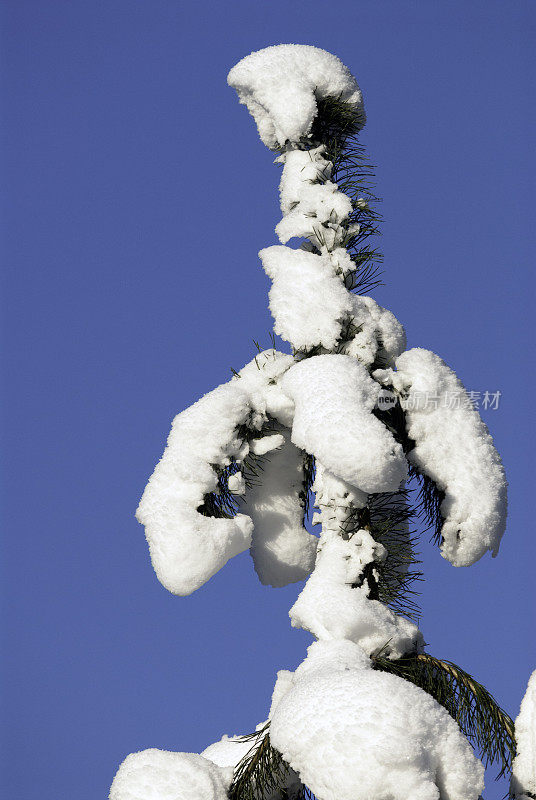 白雪覆盖的松树