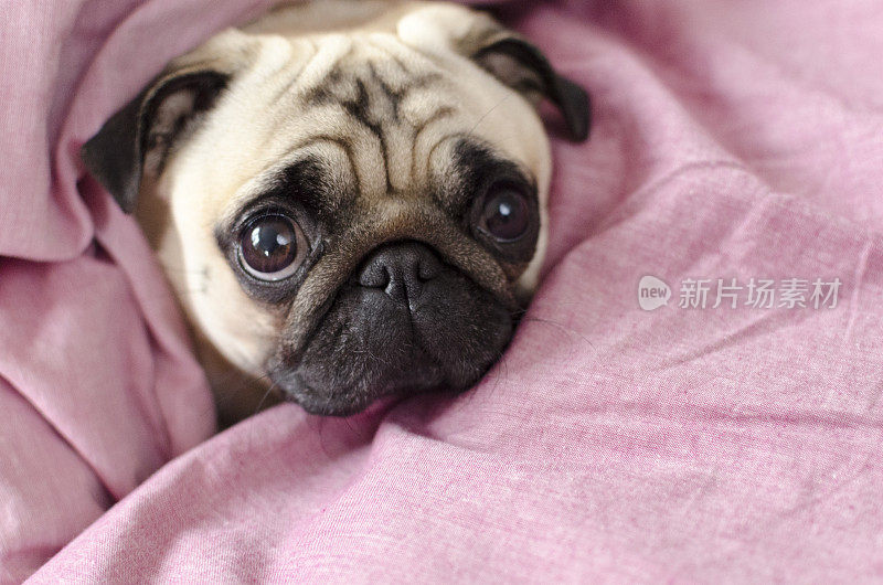 可爱的狗品种哈巴狗包裹在粉红色的空白