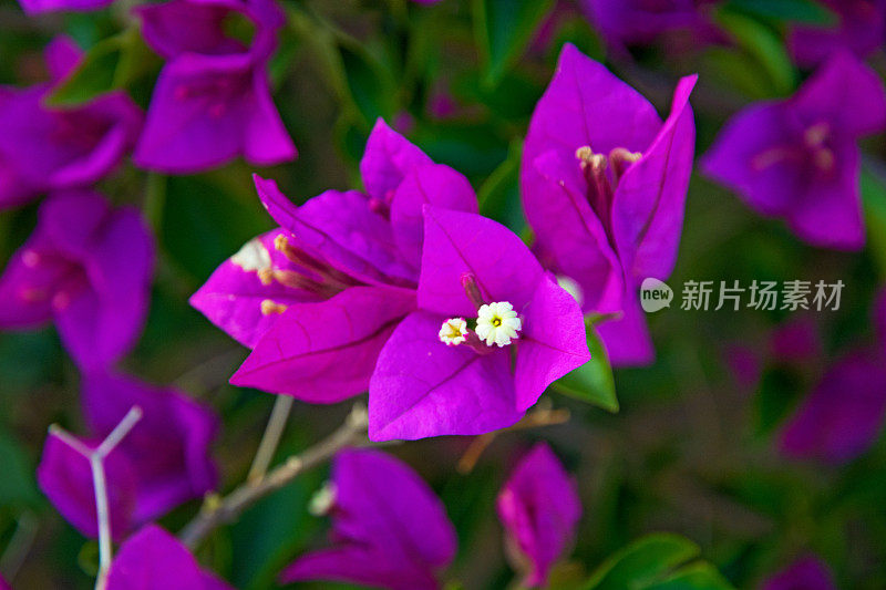 美丽、鲜艳的花朵生长在三亚的热带地区。我是在街上长大的。中国