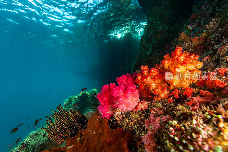 印度尼西亚米苏尔岛东南部，波浪切槽下的五颜六色的海洋生物