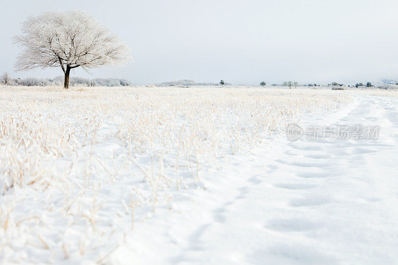 白色风景-科罗拉多州西部高海拔冬季降雪