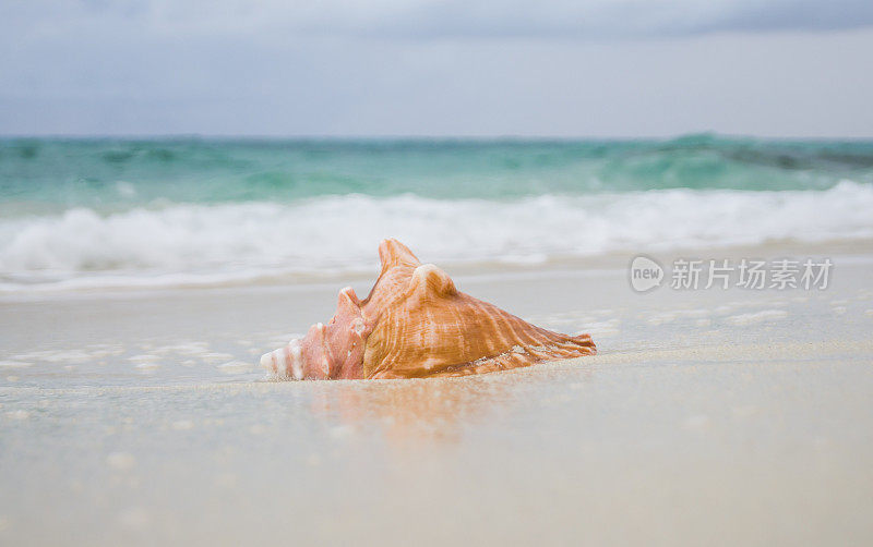 海螺——在潮湿的沙子里