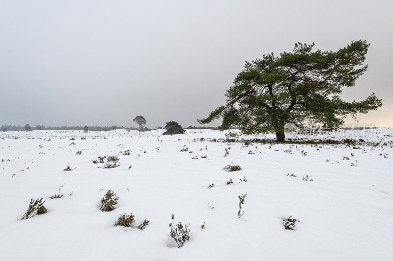 雪景在寒冷的冬日里与新鲜的雪