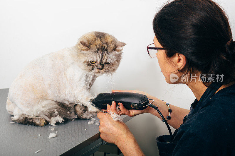 美容师修剪的猫